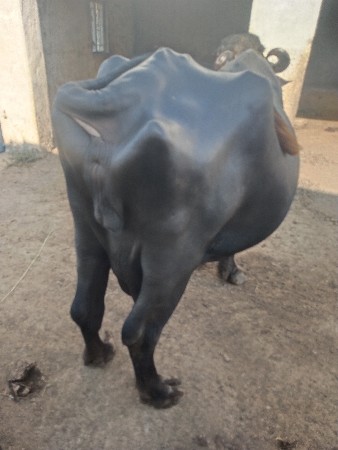 bhes vechavani chhe
9904253028