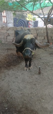 ફધઝઠ