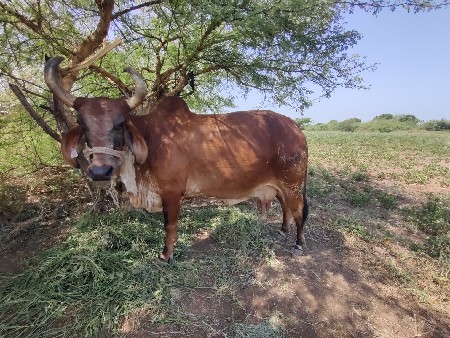 ગાય આપવાની છે.
