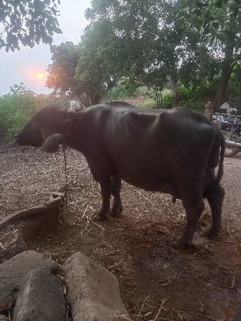 બીજુ વૅતર