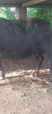 ભેંસ વેચવા ની છે ફુલ જવાબદારી સ