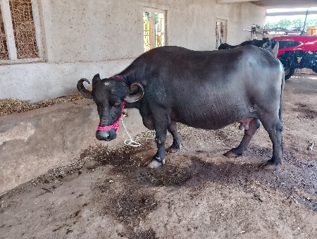 ભેંસ વેચવાની છે