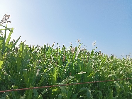 મકાય વાધેલી પૂરા વારેલી છે તયાર