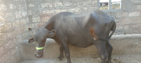 બે પેલા વેતર ના ખડેલા છે