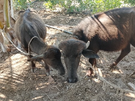 ધાનાભાઈગઢવી