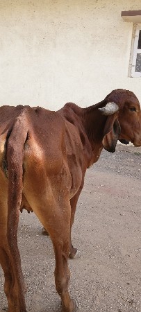 હોડકી વેચવાની છે
