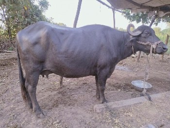 ભેસ વેચવાની છે