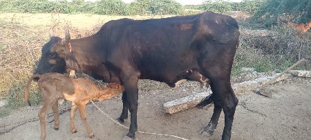આ ગાય વેચવાની છે