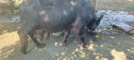 4 vetar
