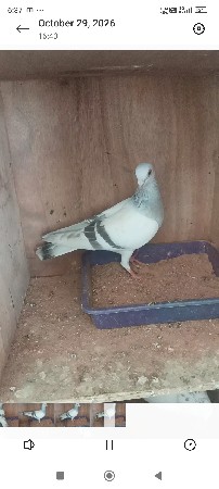 હૈદરાબાદી માંદી આપવાની છે