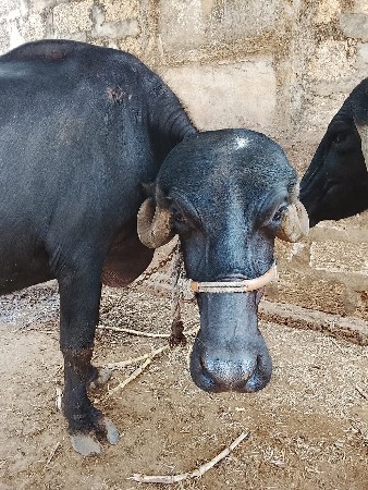 પ્યોર જાફરી ખડાઇ વેચવાની છે.