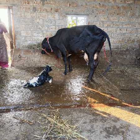 2 ગિર ક્રોસ ગાયું વેસવાનિ છે
