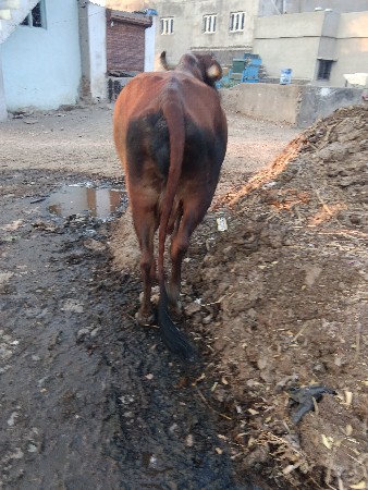 ગીર ગાય વેચવાની છે