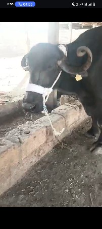 ચોથું વેતર