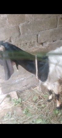 original Desi bakri 1=lu vetar