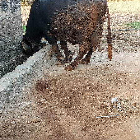 બીજુ વેતર વાણી