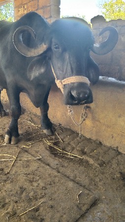 ભેંસ વેચવાની છે