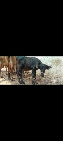પાડો