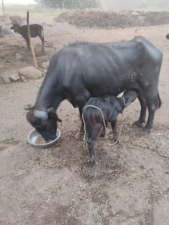 ભેંસ વેચવાની છે
