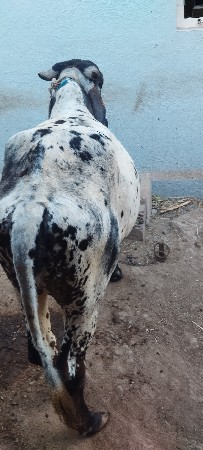 લીલડી હોડકી વેચવાની