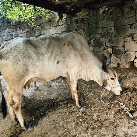 આ બે ગાયું વેચવાની છે