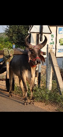 આવો ગોઢલો લેવા નો છે સાર દાતે