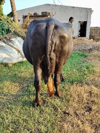 ભેંસ વેચવાની છે