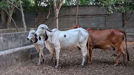 ગાય વેચવાની છે