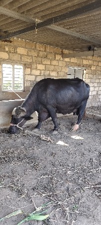 ભેંશ વેચવાની છે
