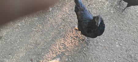 kadaknath male murga