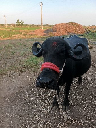 ભેંશ વેચવાની છે,