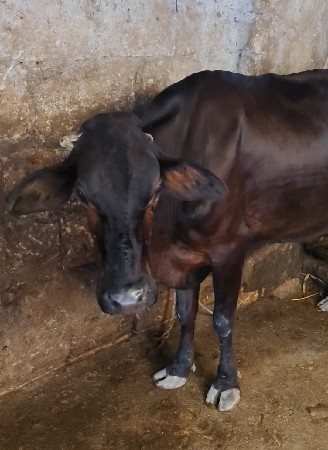 ૬ ગાયું વેચવાની છે