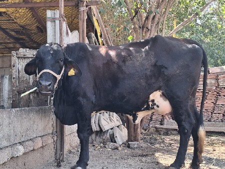 બીજુ વેતર