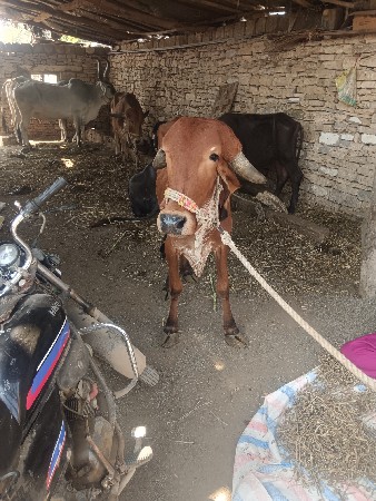 vachari 18 mahinani thay se