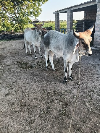 બબેદાતેછે 9327343193આનંબરપરફોનકરવો