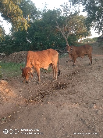 બળદ વેચવાના છે