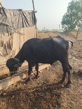 vechavani che