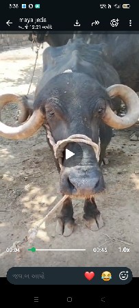 ચોથા વેત્રમાં છે સાવ સોજી છે
