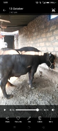 વેચવાની