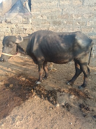 વેચવાની છે