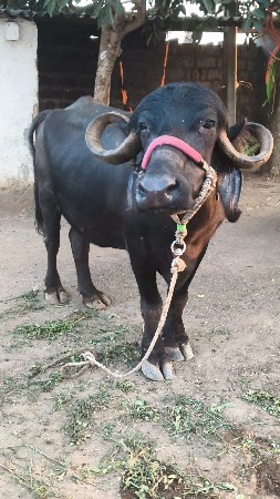 વેતર=૨