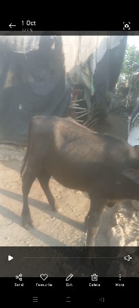 Bhveash