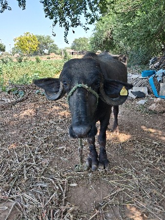 બે ભેસુ  ભેચવાની  છે