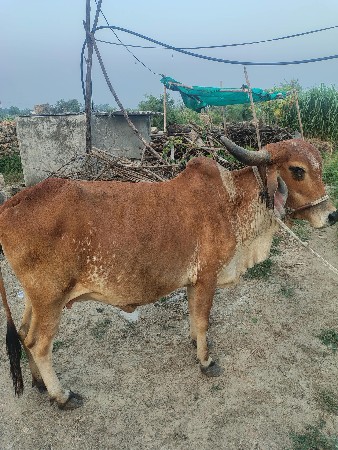 ગાય વેચવાની છે