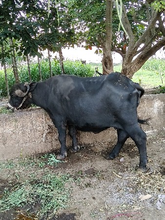ભેંસ વેચવાની છે