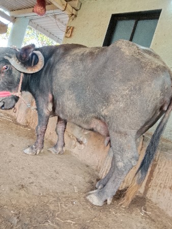 ભેંસ વેચવાની છે