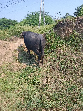બીજી વેતર ખડાઈ છે