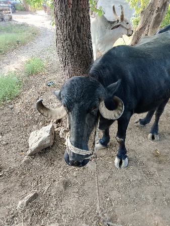 ભેંસ