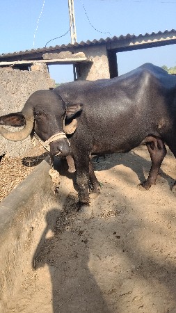 ભેશ વેચવાની છે