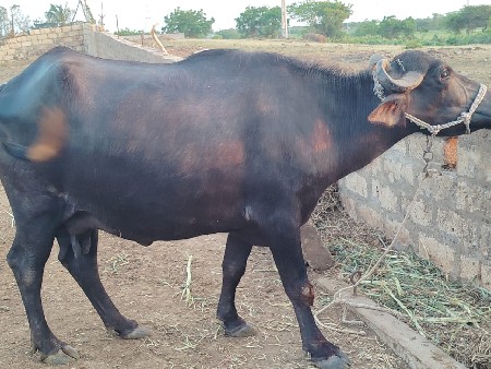 દસ દેશનો વ્યાસ